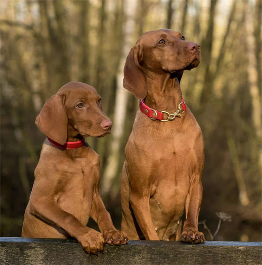 犬を飼う前に知っておくべきNG行動6選【プロが解説】