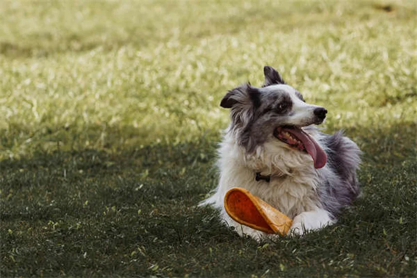 犬を飼う前に知っておくべきNG行動6選【プロが解説】