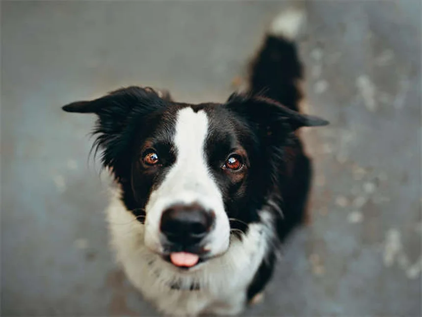 子犬の成長停滞、よくある誤解と解決策