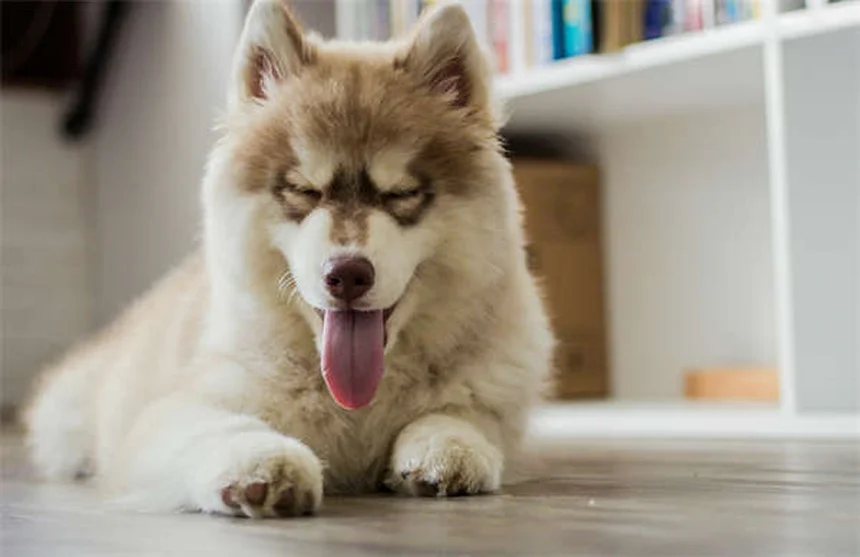 犬のベッドに潜む危険な微生物と正しいお手入れ方法