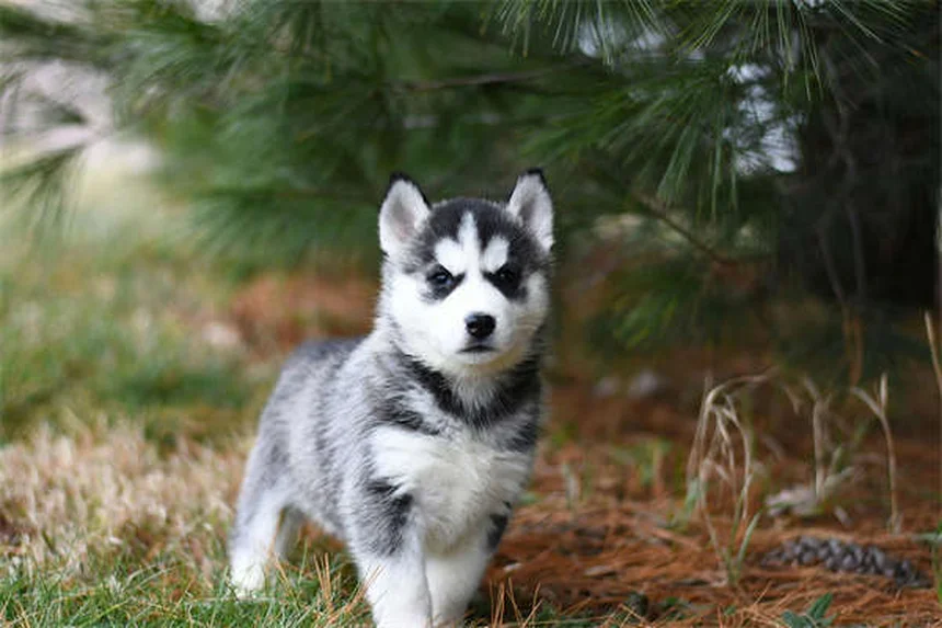 犬のベッドに潜む危険な微生物と正しいお手入れ方法