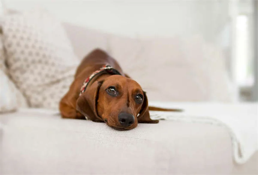 子犬の嘔吐と下痢、原因と病院に行くべきサインを獣医が解説