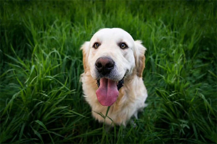 子犬の嘔吐と下痢、原因と病院に行くべきサインを獣医が解説