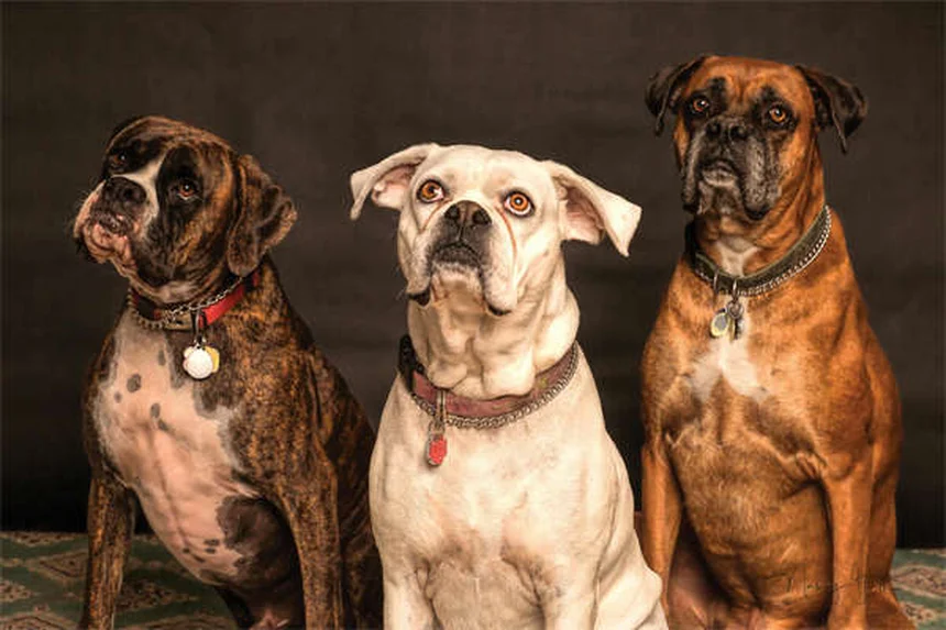 子犬の嘔吐と下痢、原因と病院に行くべきサインを獣医が解説