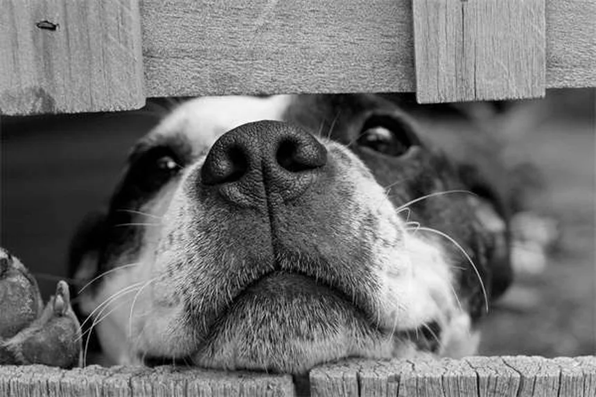 中型犬の正しい飼い方｜健康管理から寿命まで完全ガイド