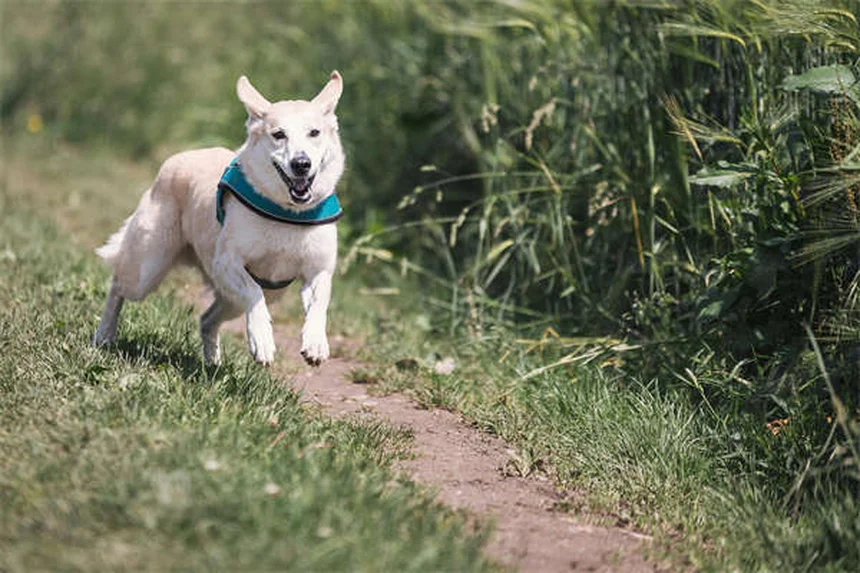 中型犬の正しい飼い方｜健康管理から寿命まで完全ガイド