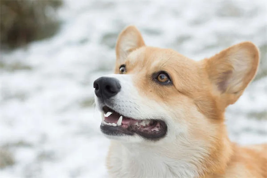犬のダニ感染ルート5つとすぐにできる対策