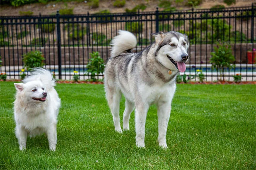 子犬のクリスマス安全対策7選｜初めての冬を安心して過ごすコツ