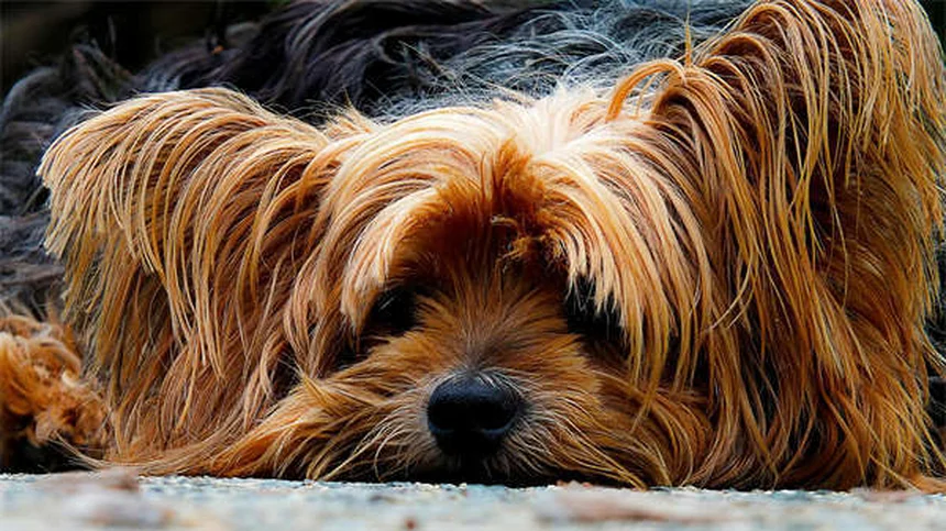 糖尿病の犬を飼う前に知るべき7つのポイント【獣医師監修】