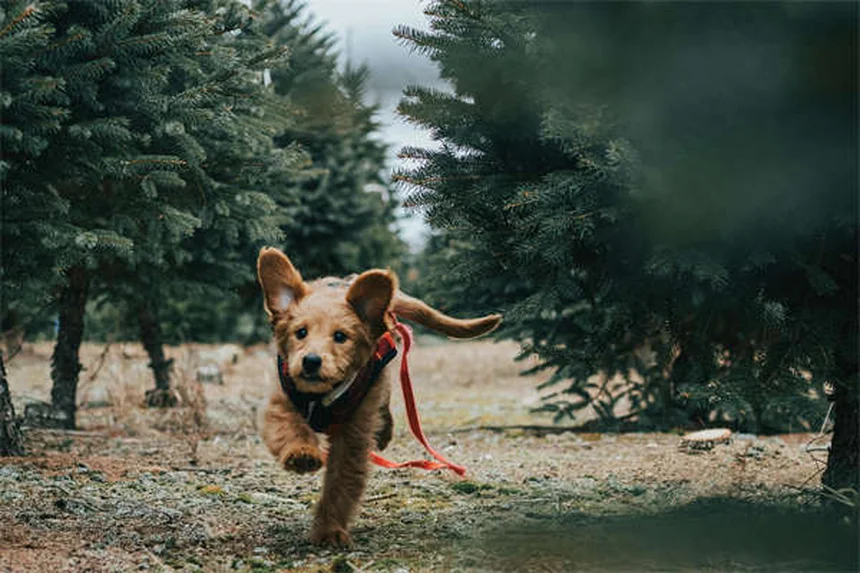 糖尿病の犬を飼う前に知るべき7つのポイント【獣医師監修】