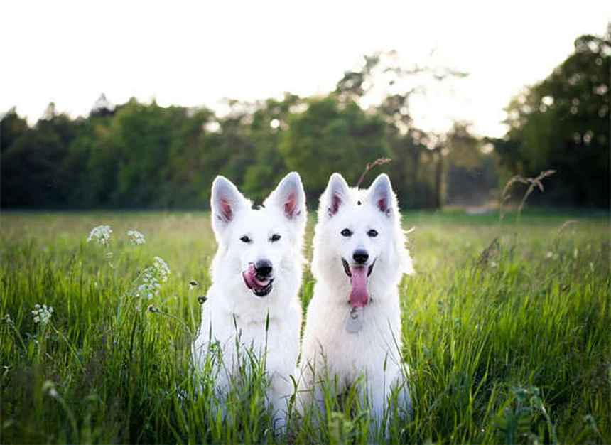 糖尿病の犬を飼う前に知るべき7つのポイント【獣医師監修】