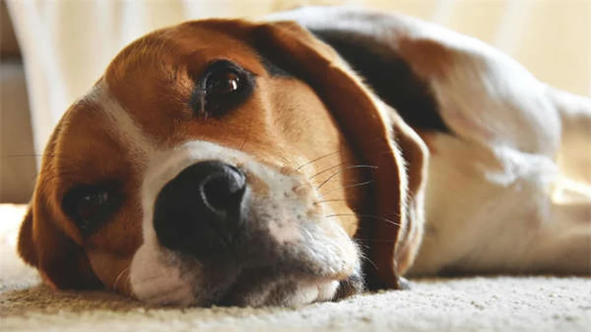 犬と一緒に運動する6つのエクササイズ——本当に効果がある？