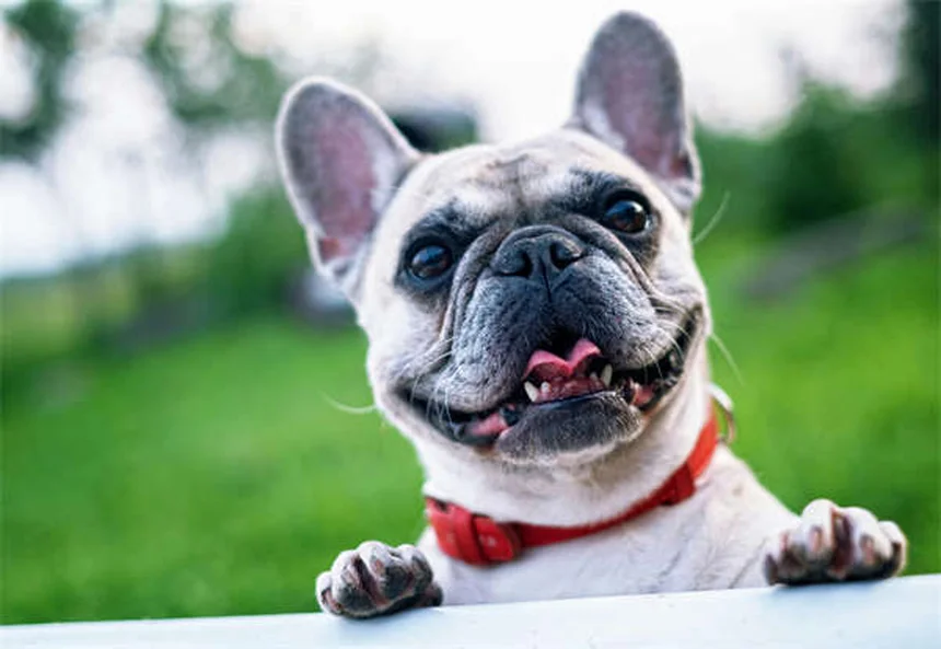 犬が火薬を食べた時の対処法｜花火シーズンのペット安全ガイド