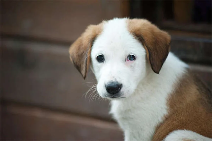 犬が幸せな時の13のサイン｜愛犬の気持ちがわかるボディランゲージ解説