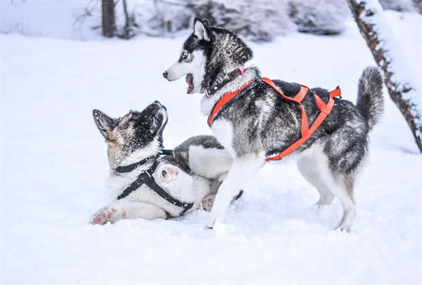 犬が幸せな時の13のサイン｜愛犬の気持ちがわかるボディランゲージ解説