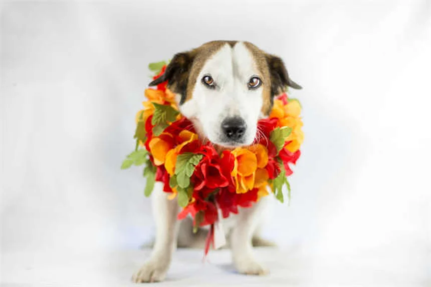 犬が人を舐める理由とは？場所別に解説する愛情と心理