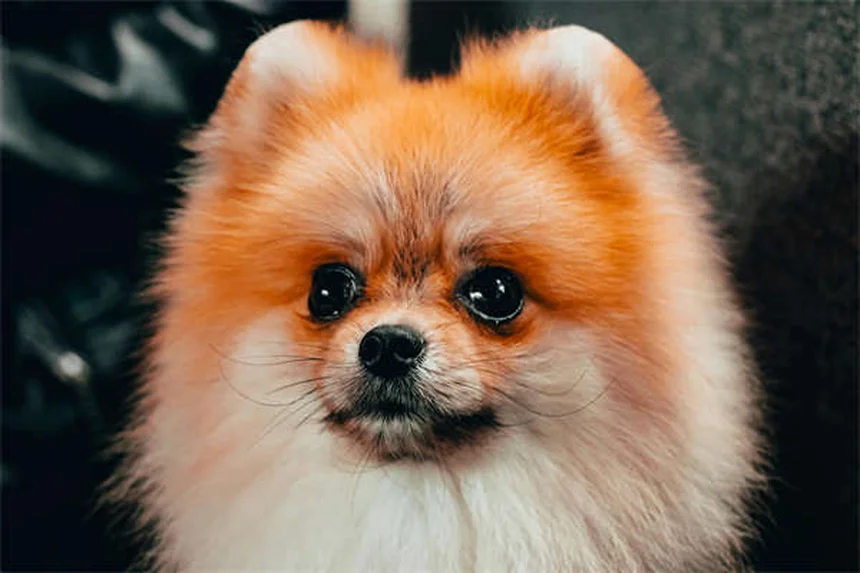 犬に危険な精油12選！安全に使う5つのルールも解説