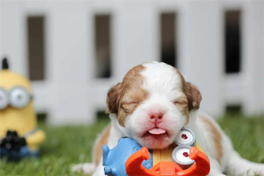 犬に危険な精油12選！安全に使う5つのルールも解説