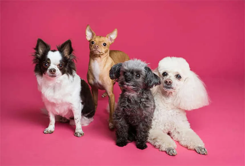 犬の健康診断で知っておくべき必須検査リスト【年齢別完全ガイド】