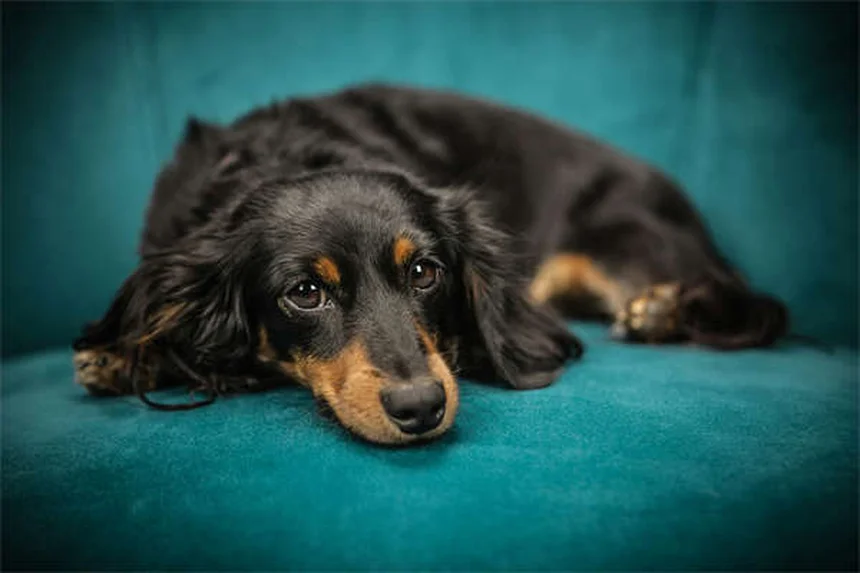 猫派でも飼いやすい！猫みたいな性格の犬種8選
