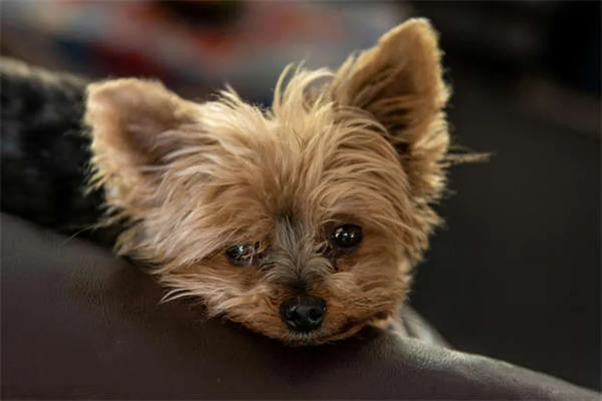 子犬がクレートで泣く時の対処法7選｜プロが教える正しいクレートトレーニング