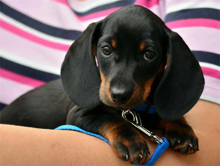 犬の保険は必要？プロが教える選び方のコツとお得な活用法