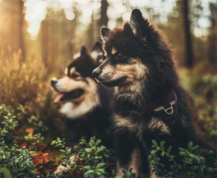 犬の保険は必要？プロが教える選び方のコツとお得な活用法