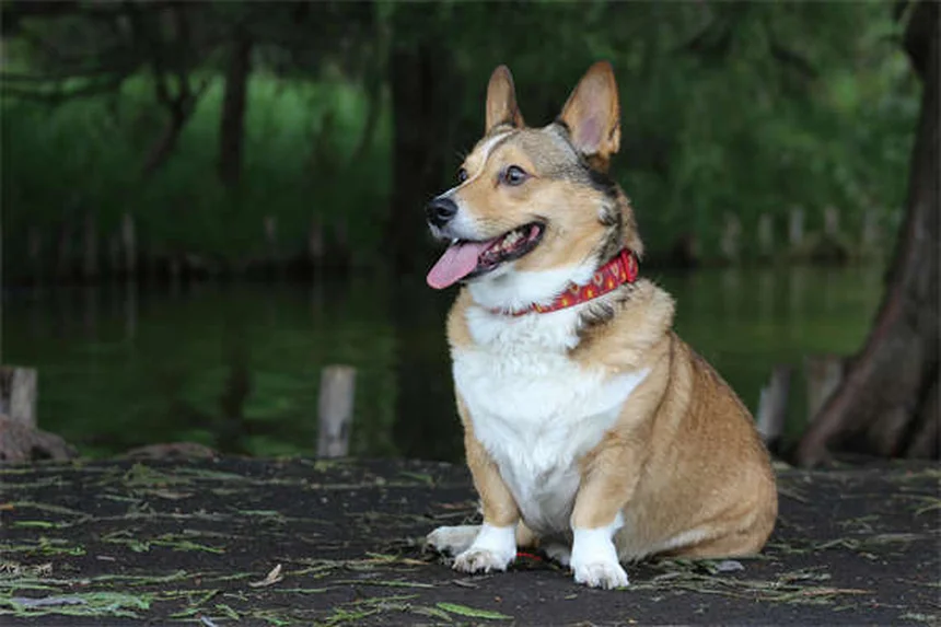 愛犬の夜鳴き対策！今夜からぐっすり眠れる3つの方法