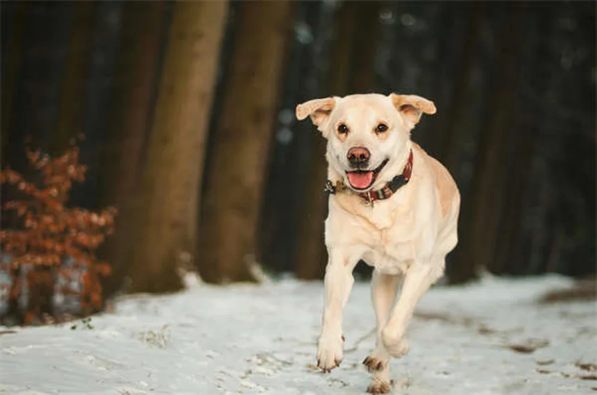 犬のルポイド爪異栄養症とは？症状と治療法を獣医師が解説