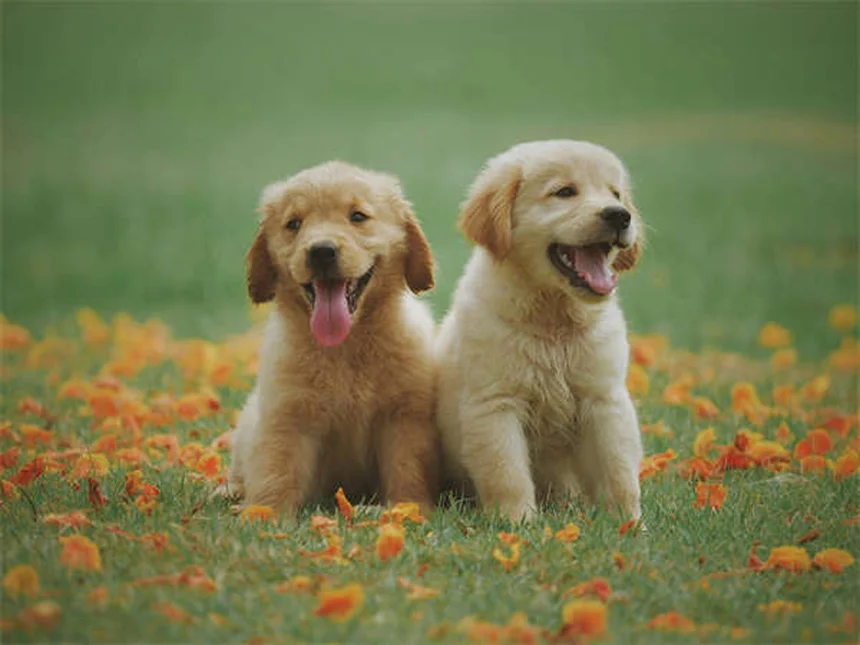 犬のルポイド爪異栄養症とは？症状と治療法を獣医師が解説