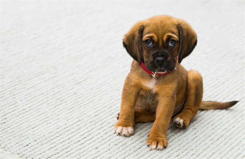 犬用見えないフェンスの危険性と安全な代替方法7選