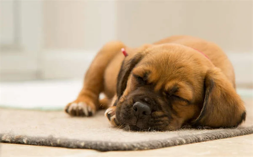 犬用見えないフェンスの危険性と安全な代替方法7選