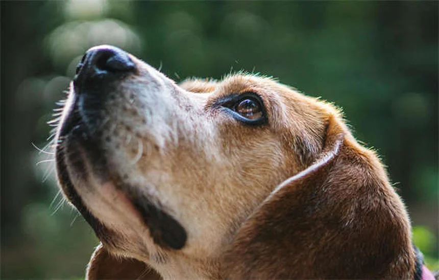 ペットの不安に加重ブランケットは危険！安全な代替品を飼い主が解説