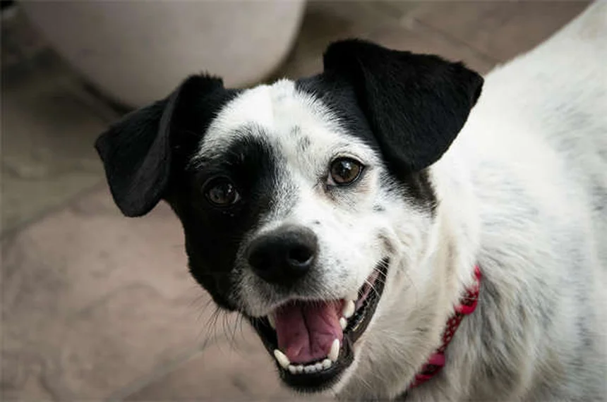 犬のバベシア症とは？症状・治療法を獣医師が解説