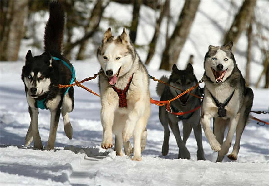 犬の去勢手術とは？メリットと適切な時期を獣医師が解説