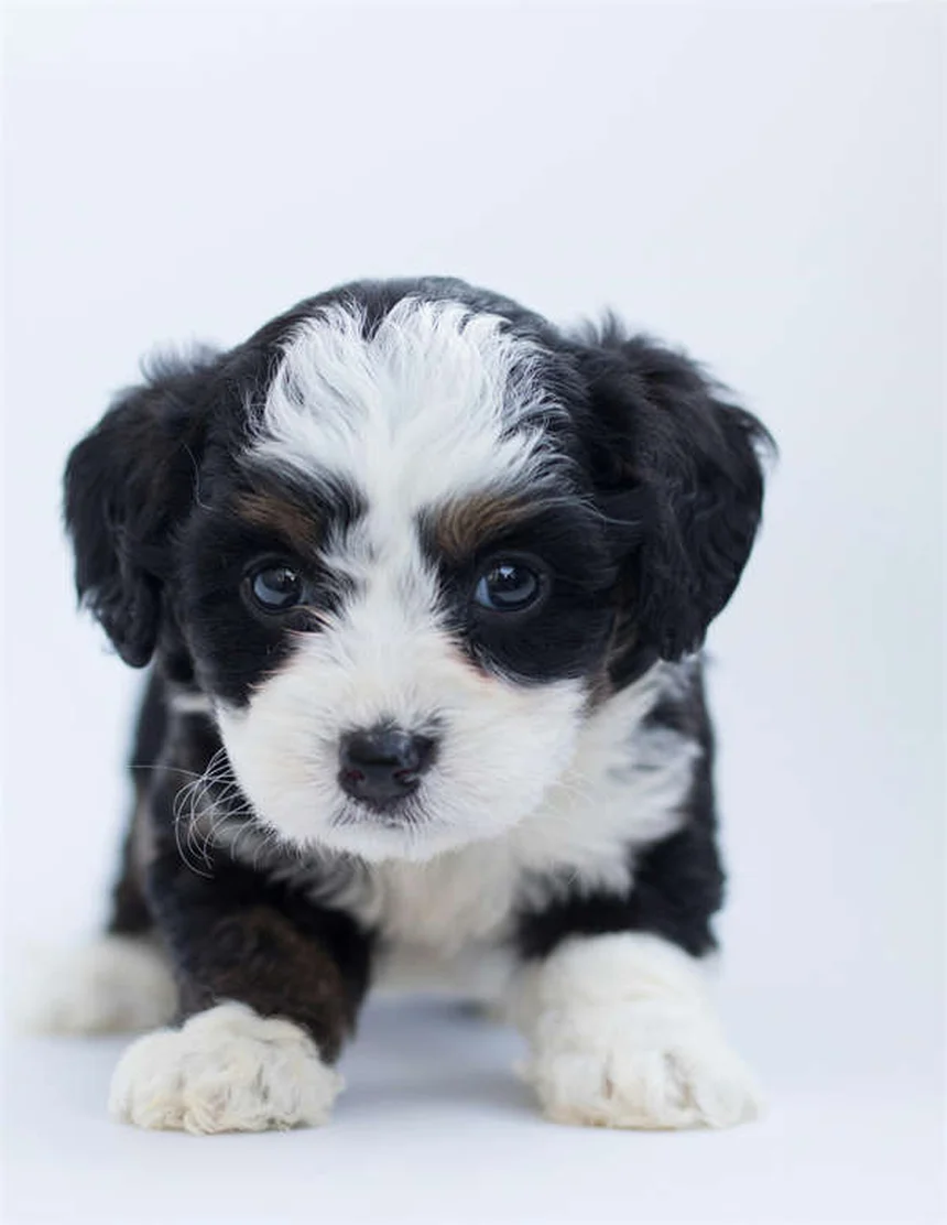 フェッチを嫌がる犬でも大丈夫！3つのステップで教える方法