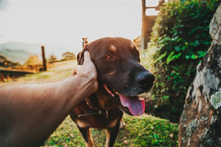 フェッチを嫌がる犬でも大丈夫！3つのステップで教える方法