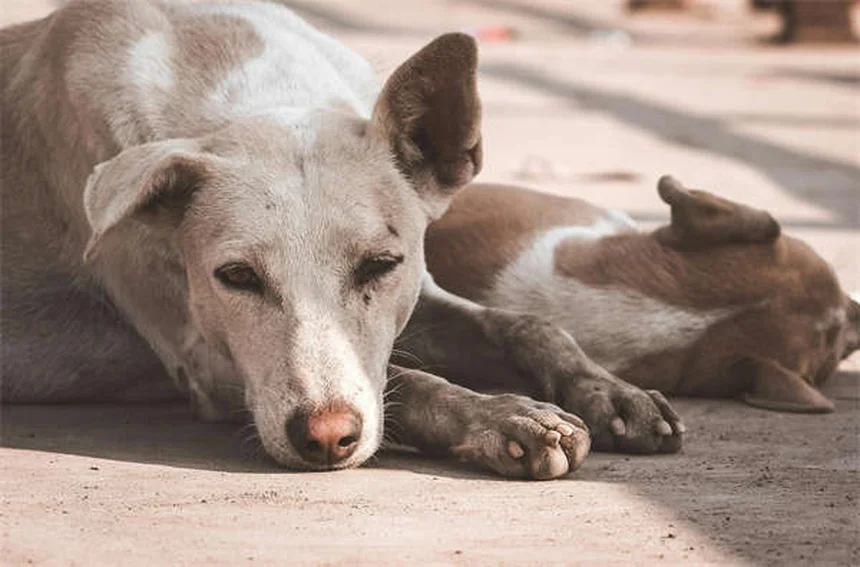 フェッチを嫌がる犬でも大丈夫！3つのステップで教える方法