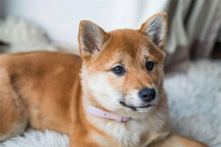 フェッチを嫌がる犬でも大丈夫！3つのステップで教える方法