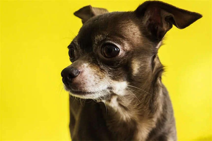 マルボフロキサシンの副作用と安全な使い方：犬猫の注意点を解説