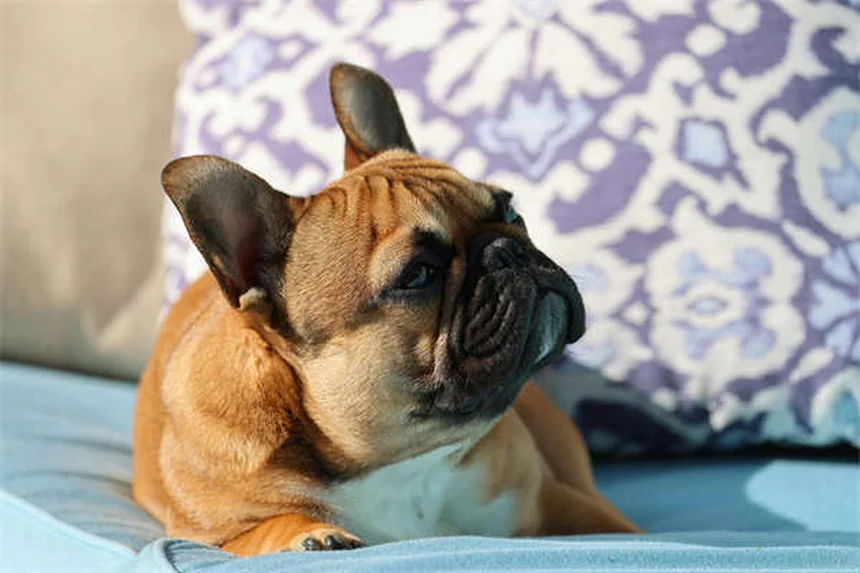 マルボフロキサシンの副作用と安全な使い方：犬猫の注意点を解説