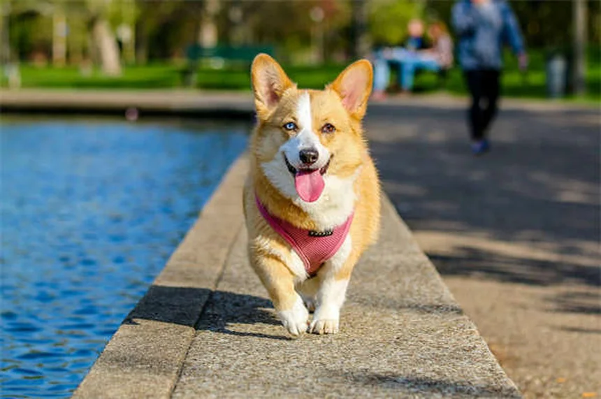 犬の趾間皮膚炎の症状と原因｜獣医師が教える治療法と自宅ケア