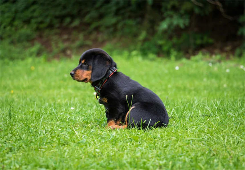クリスマスツリーを愛犬から守る5つの実践コツ