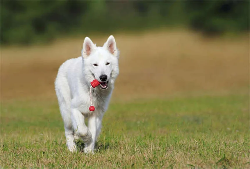 クリスマスツリーを愛犬から守る5つの実践コツ