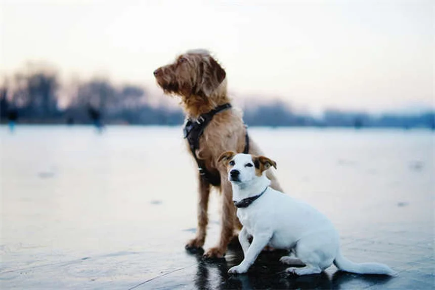 クリスマスツリーを愛犬から守る5つの実践コツ