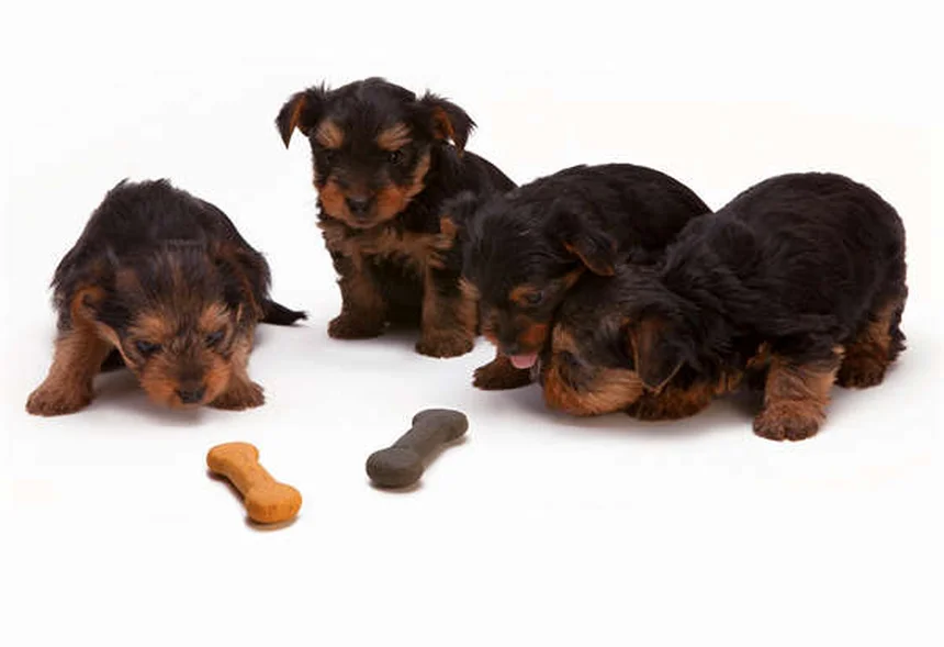 犬の耳薬オトマックスとトライオティックの正しい使い方と副作用